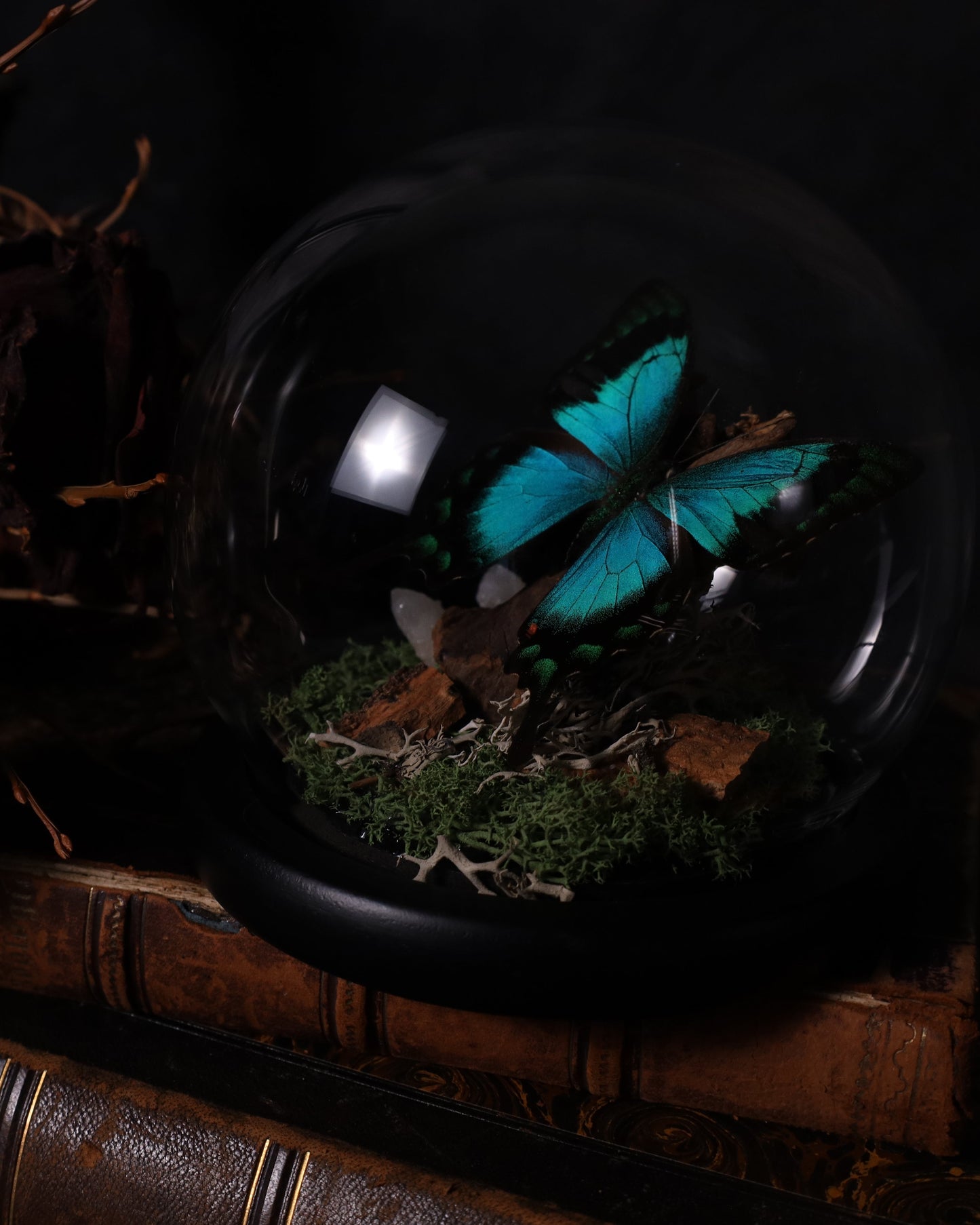 Papilio lorquinianus unter Glaskuppel | Diorama / Miniwelt | Natürliche Gestaltung