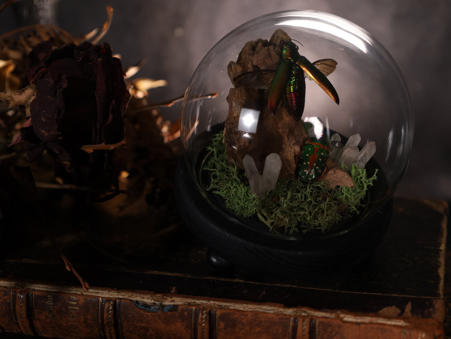 Chrysochroa fulminans fulminans unter Glaskuppel | Natürliches Diorama | ca. 10 cm Durchmesser