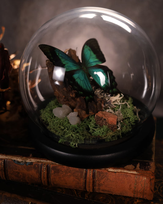 Papilio lorquinianus unter Glaskuppel | Diorama / Miniwelt | Natürliche Gestaltung