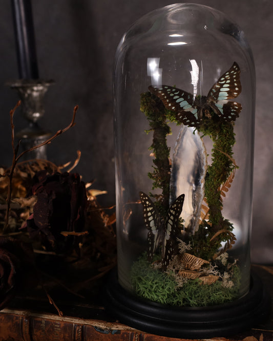 Graphium doson unter Glaskuppel | Natürliches Diorama mit Achat & Moos | ca. 25 cm Höhe