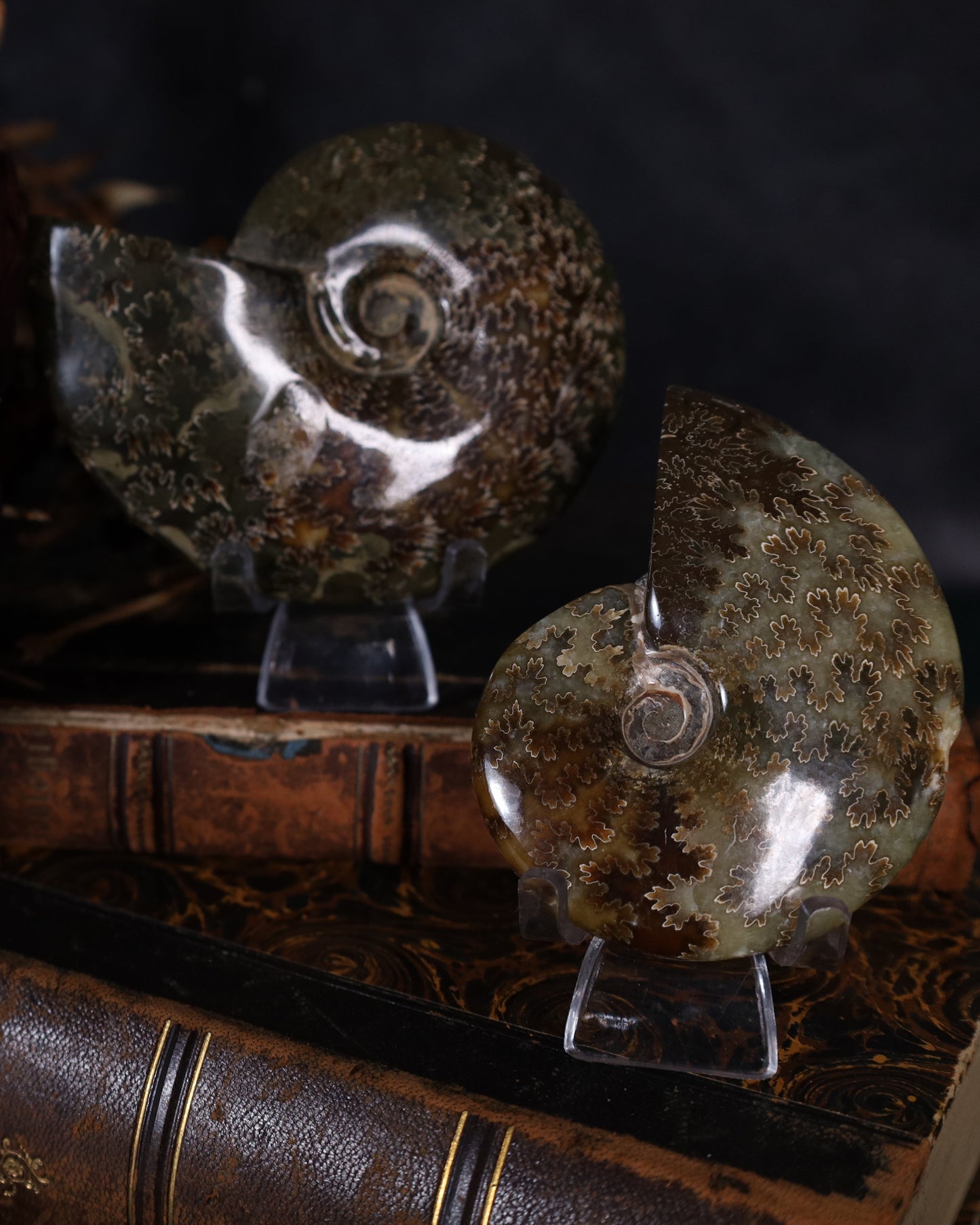 Polierte Ammoniten | Naturfossilien aus Madagaskar – ca. 7–9 cm