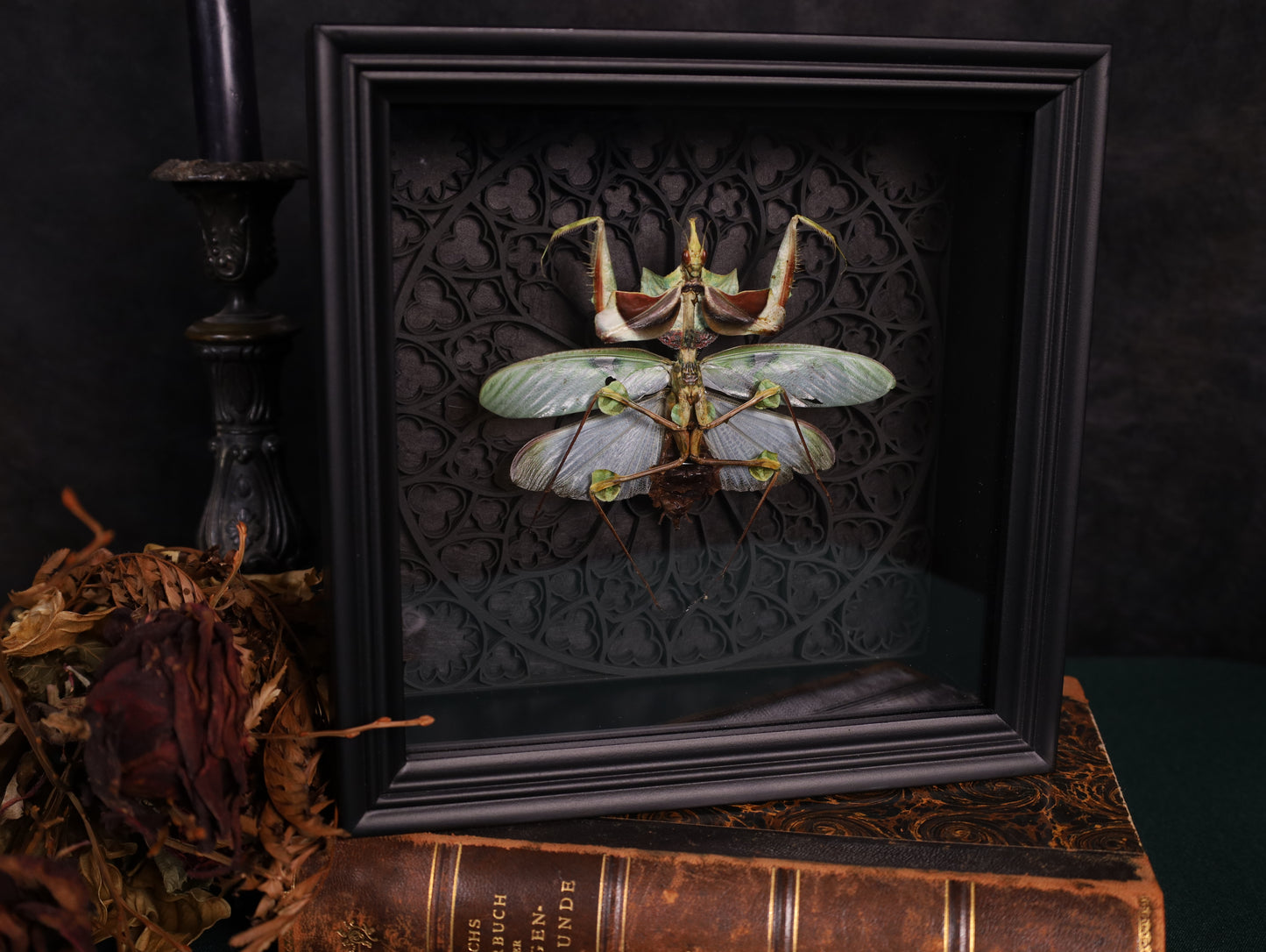 Todesblütenmantis im schwarzen 3D-Gotikrahmen | 22 x 22 cm