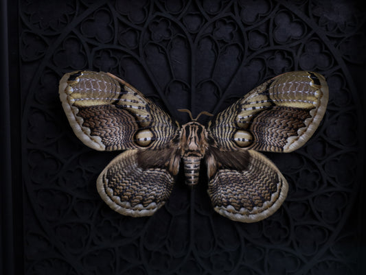 Brahmaea hearseyi im schwarzen 3D-Gotikrahmen | 22 × 22 cm