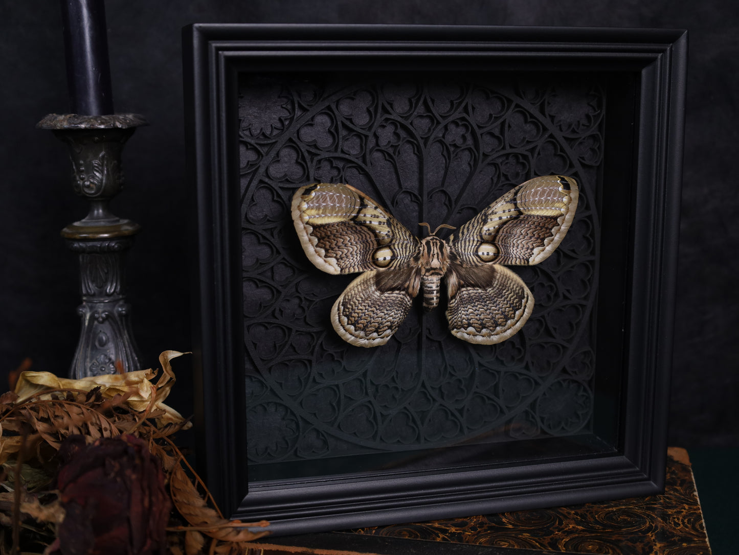 Brahmaea hearseyi im schwarzen 3D-Gotikrahmen | 22 × 22 cm