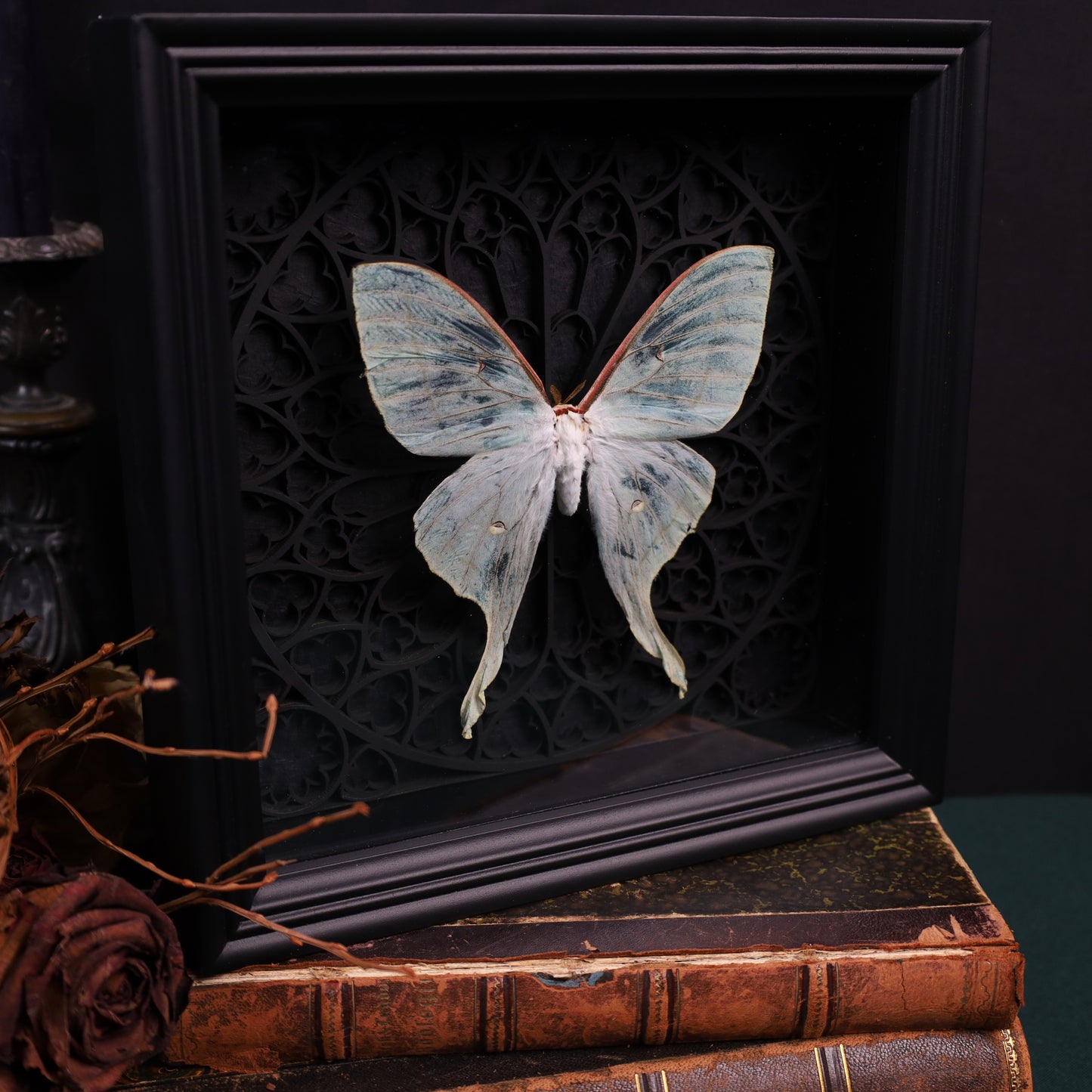 Actias selene (Rare, Female) im schwarzen 3D-Rahmen mit gotischem Hintergrund | 22 x 22 cm