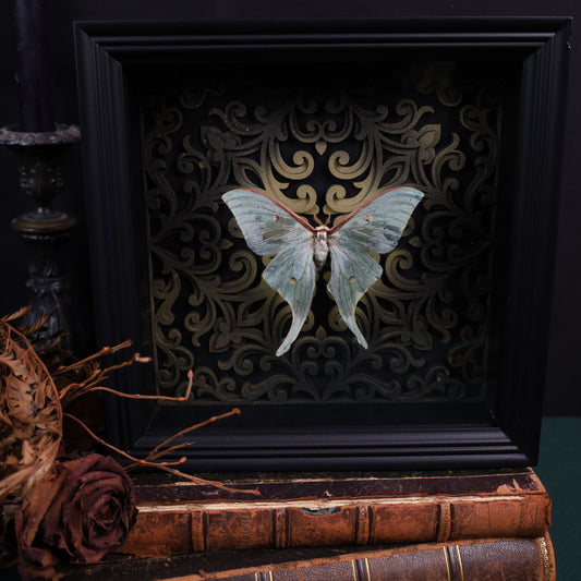 Actias selene im schwarzen 3D-Rahmen mit Barock Hintergrund | 22 x 22 cm