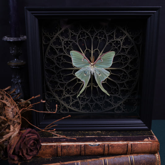 Echte Mondspiner im Rahmen – Actias Luna | 22x22cm