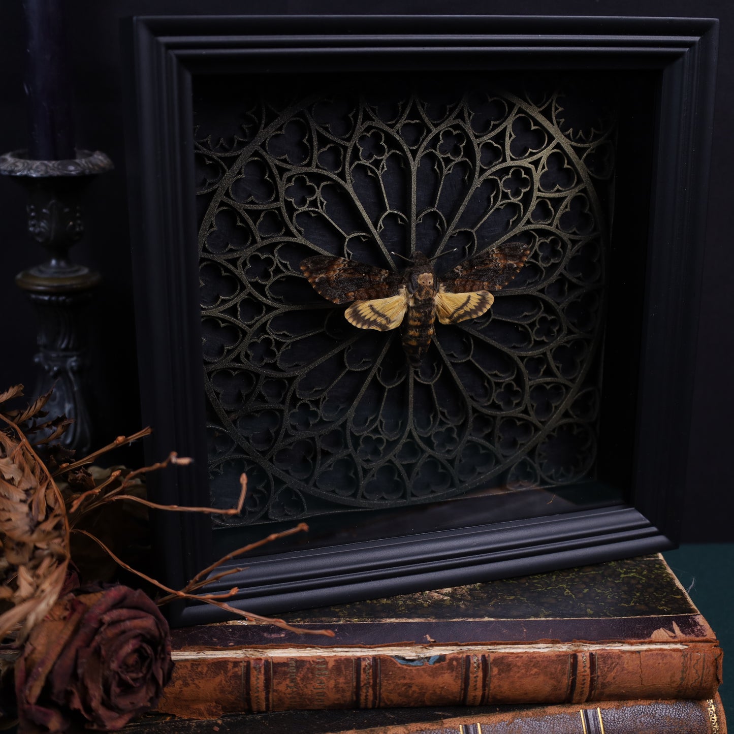 Death's-head hawkmoth in a frame with a Gothic background