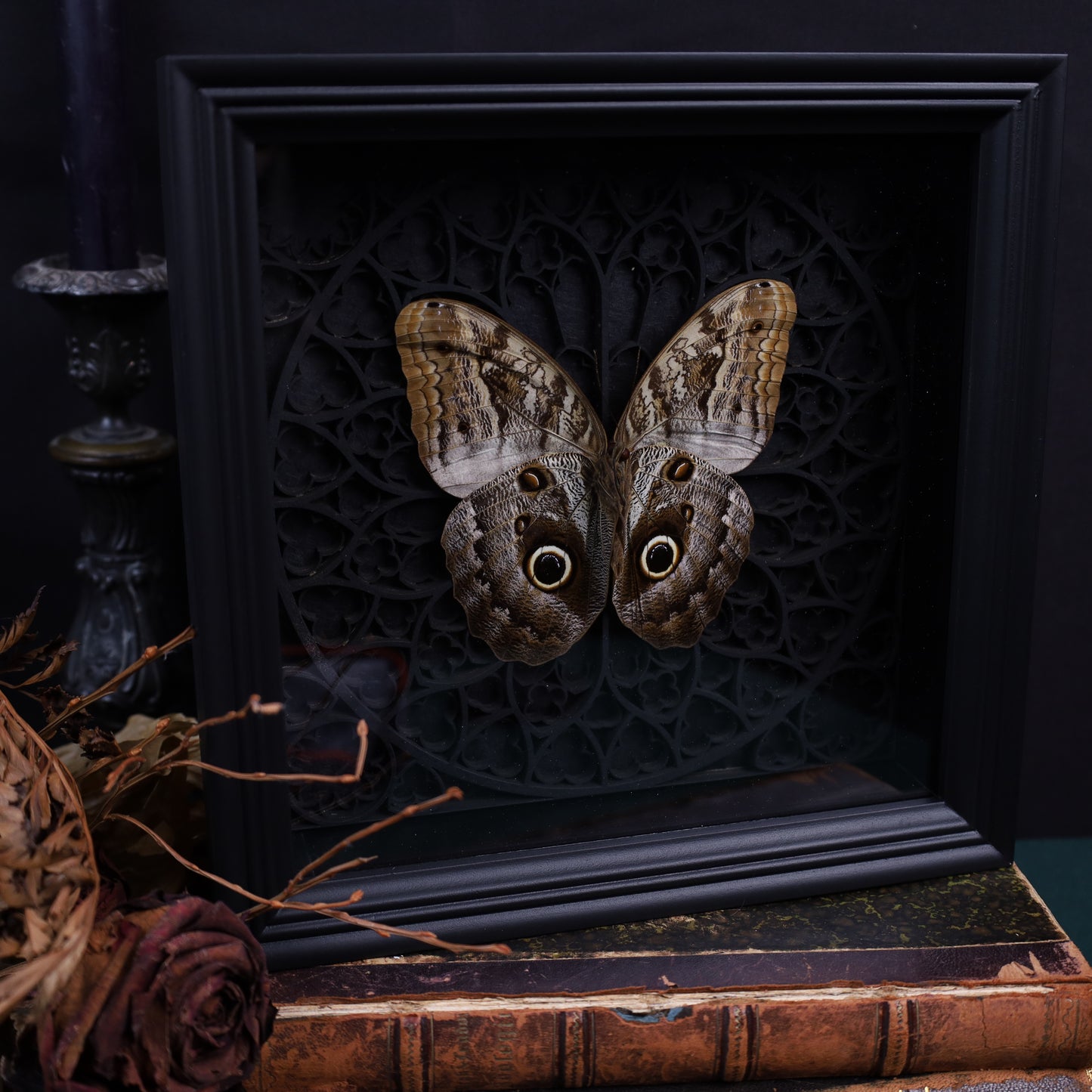 Caligo sp. im schwarzen 3D-Gotikrahmen | 22 × 22 cm