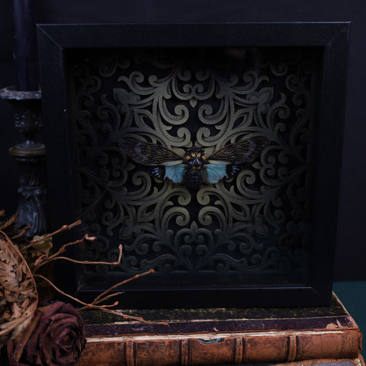 Tosena splendida im schwarzen 3D-Ornamentrahmen | 20 × 20 cm