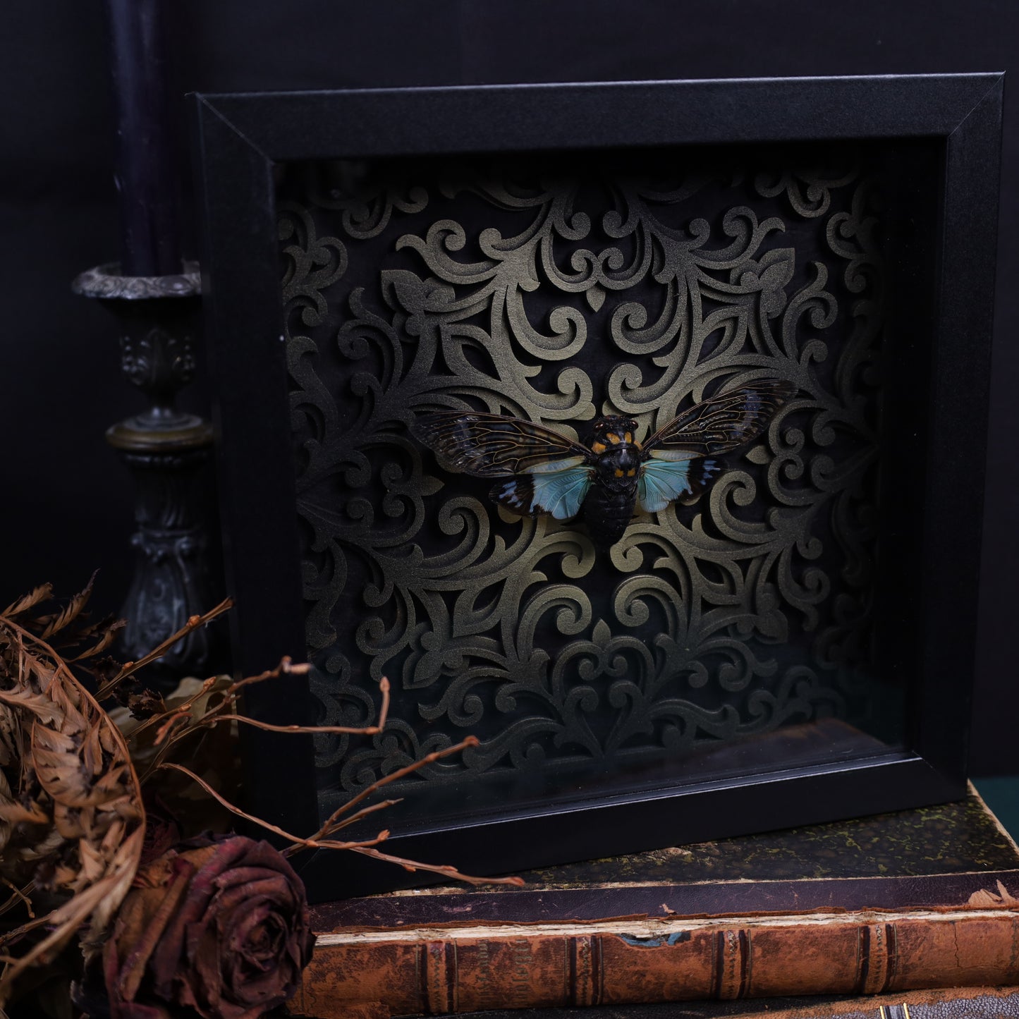 Tosena splendida im schwarzen 3D-Ornamentrahmen | 20 × 20 cm