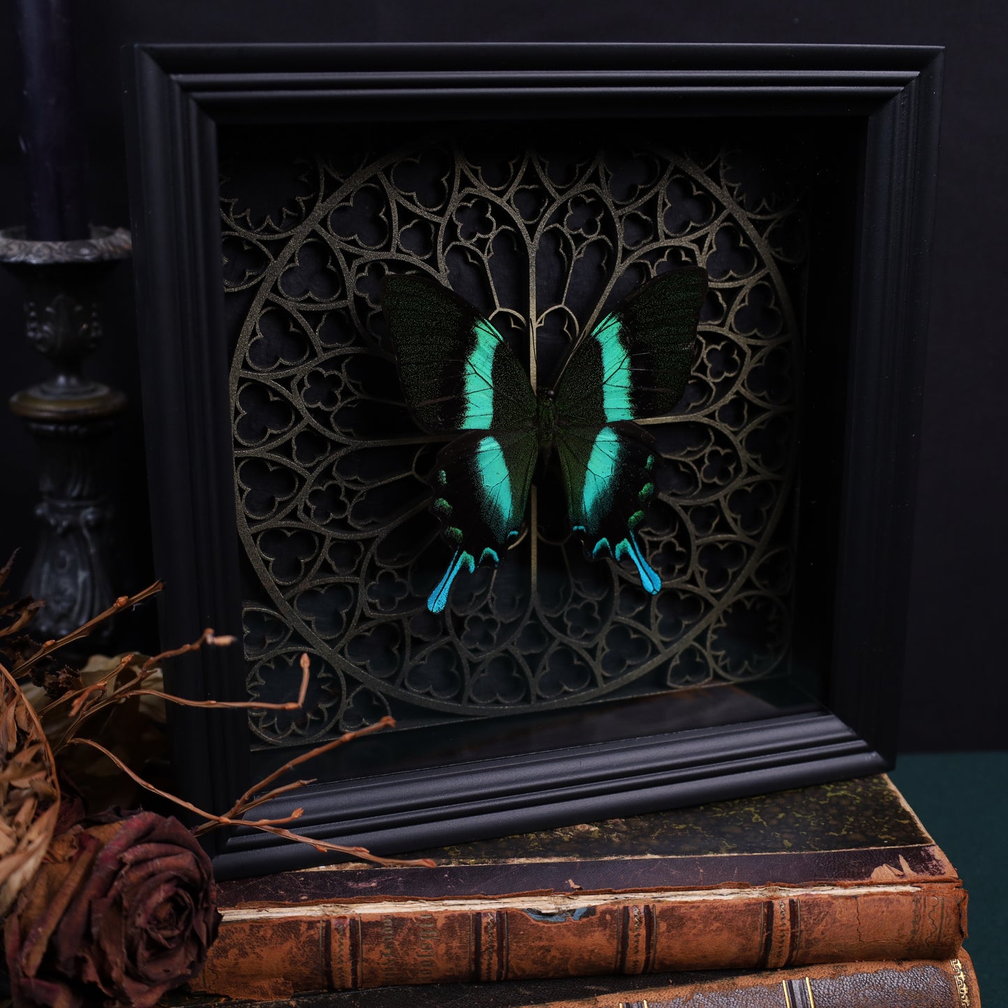 Papilio Blumei within the framework