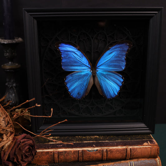 Morpho didius im Rahmen auf Gotischem Hintergrund | 22x22cm