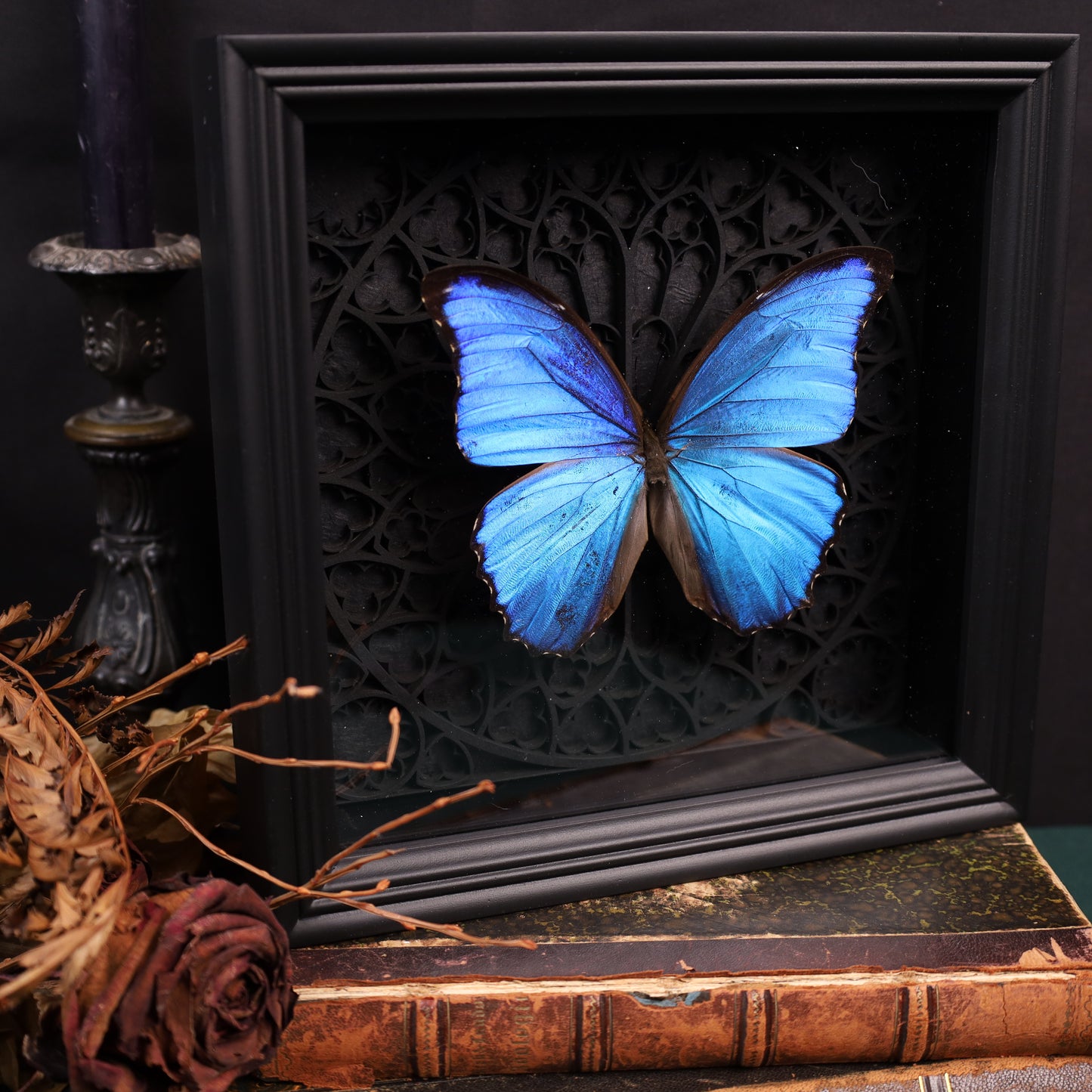 Morpho didius within the framework