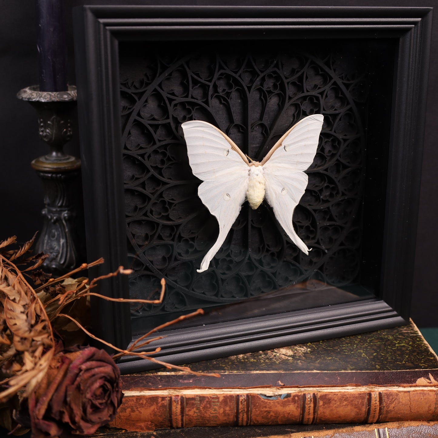 Genuine moon spinners in a frame – Actias Luna – Gothic