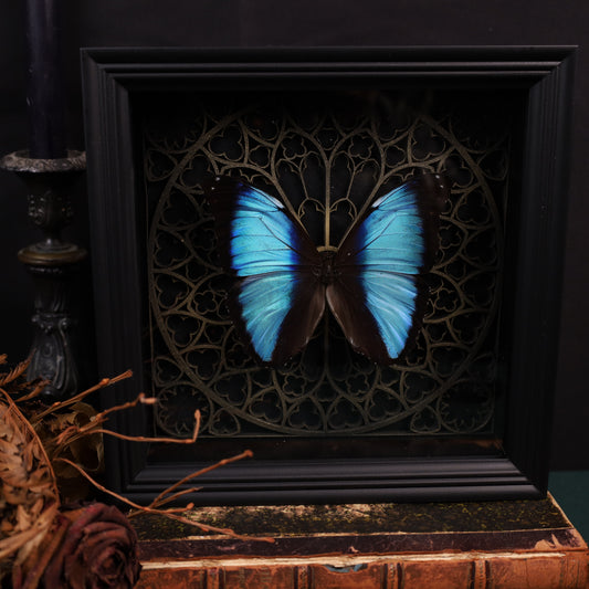 Morpho helenor im Rahmen auf Gotischem Hintergrund | 22x22cm