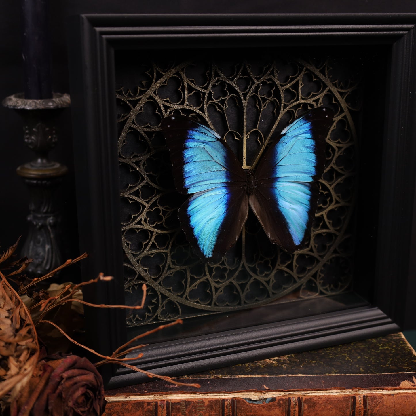 Morpho didius within the framework