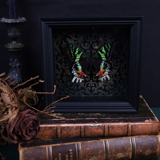 Chrysiridia rhipheus im Rahmen auf Gotischem Hintergrund | 17x17cm