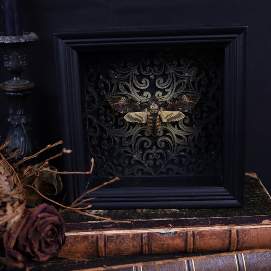 Totenkopfschwärmer im Rahmen mit Gotik Hintergrund | 17x17cm