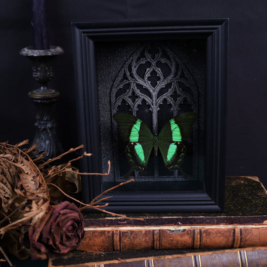 Papilio daedalus im Rahmen mit Gotik-Hintergrund