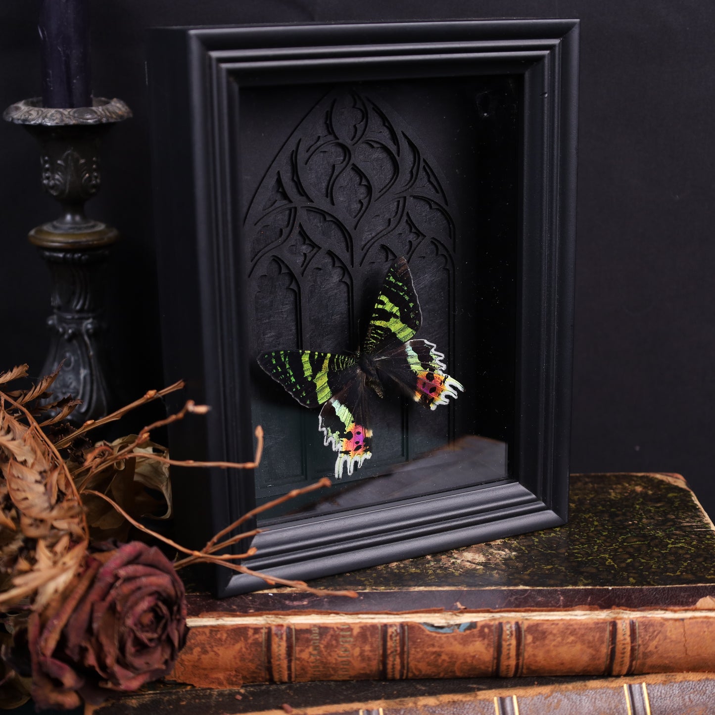 Chrysiridia rhipheus im Rahmen auf Gotischem Hintergrund | 20x15cm
