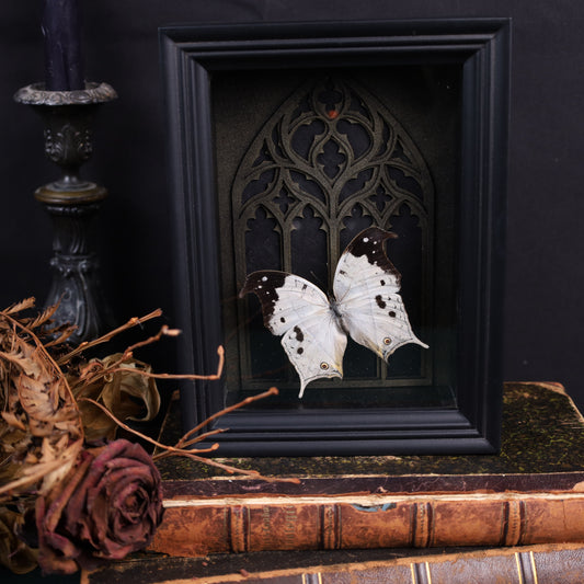 Salamis duprei im schwarzen 3D-Rahmen mit gotischem Hintergrund | 20 x 15 cm