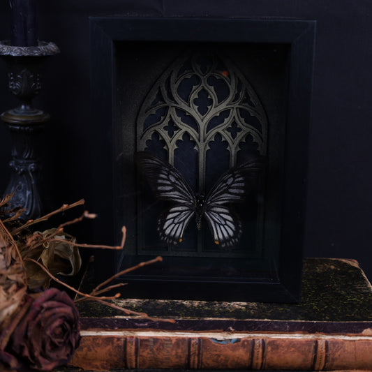 Chilasa veiovis im schwarzen 3D-Gotikrahmen – Insektenkunst | 20×15×4 cm