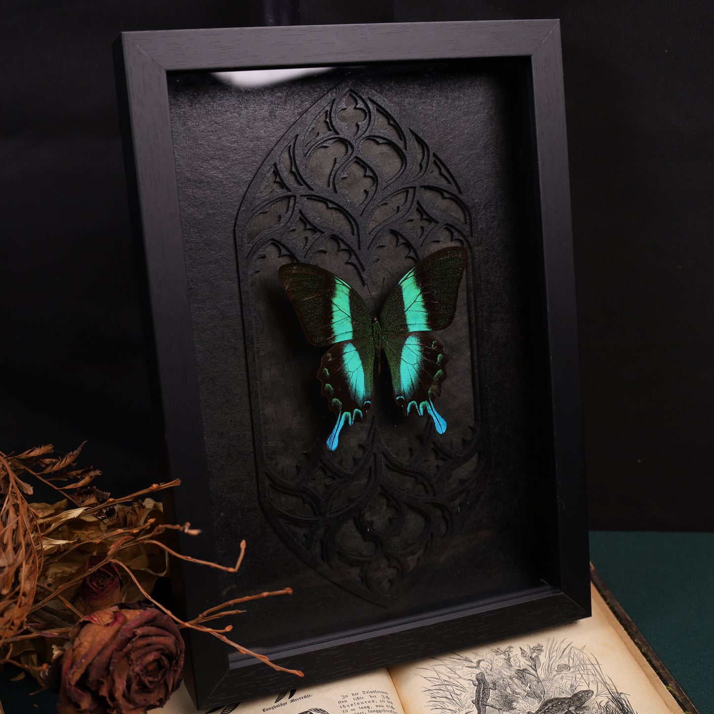 Papilio blumei im Rahmen mit Gotik-Hintergrund | 30x20cm