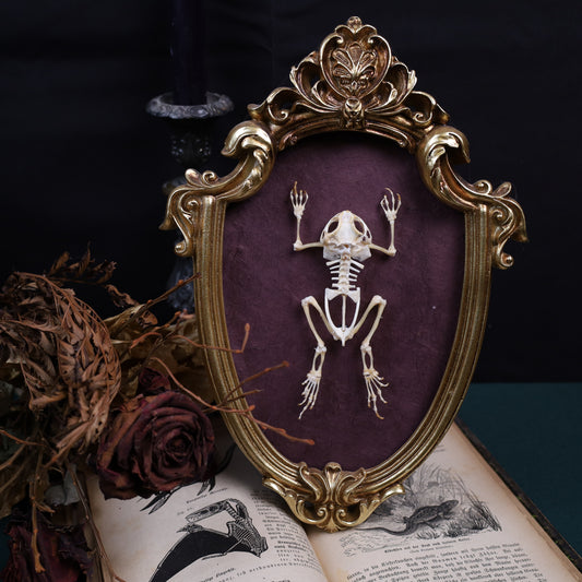 Duttaphrynus melanostictus Skelett im goldenen Barockrahmen | 29 × 20 cm