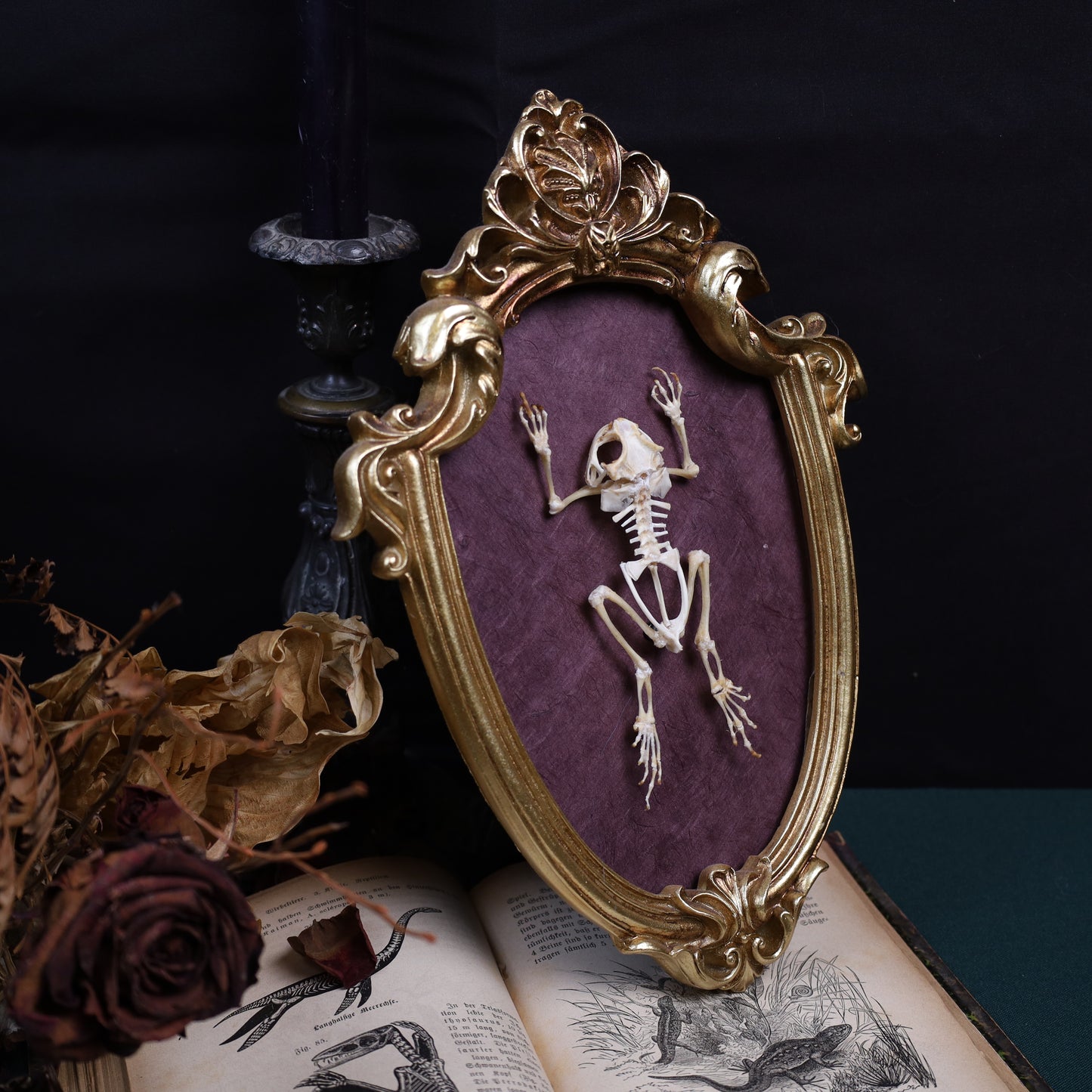 Duttaphrynus melanostictus Skelett im goldenen Barockrahmen | 29 × 20 cm