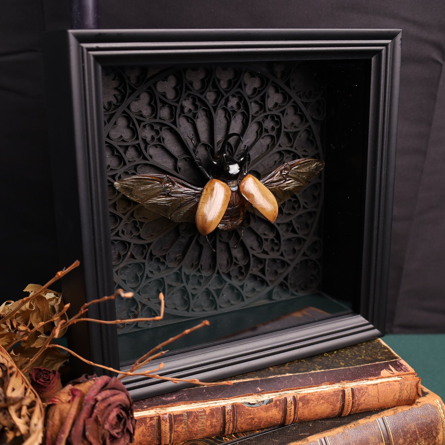Eupatorus gracilicornis im schwarzen 3D-Gotikrahmen | 22 × 22 cm