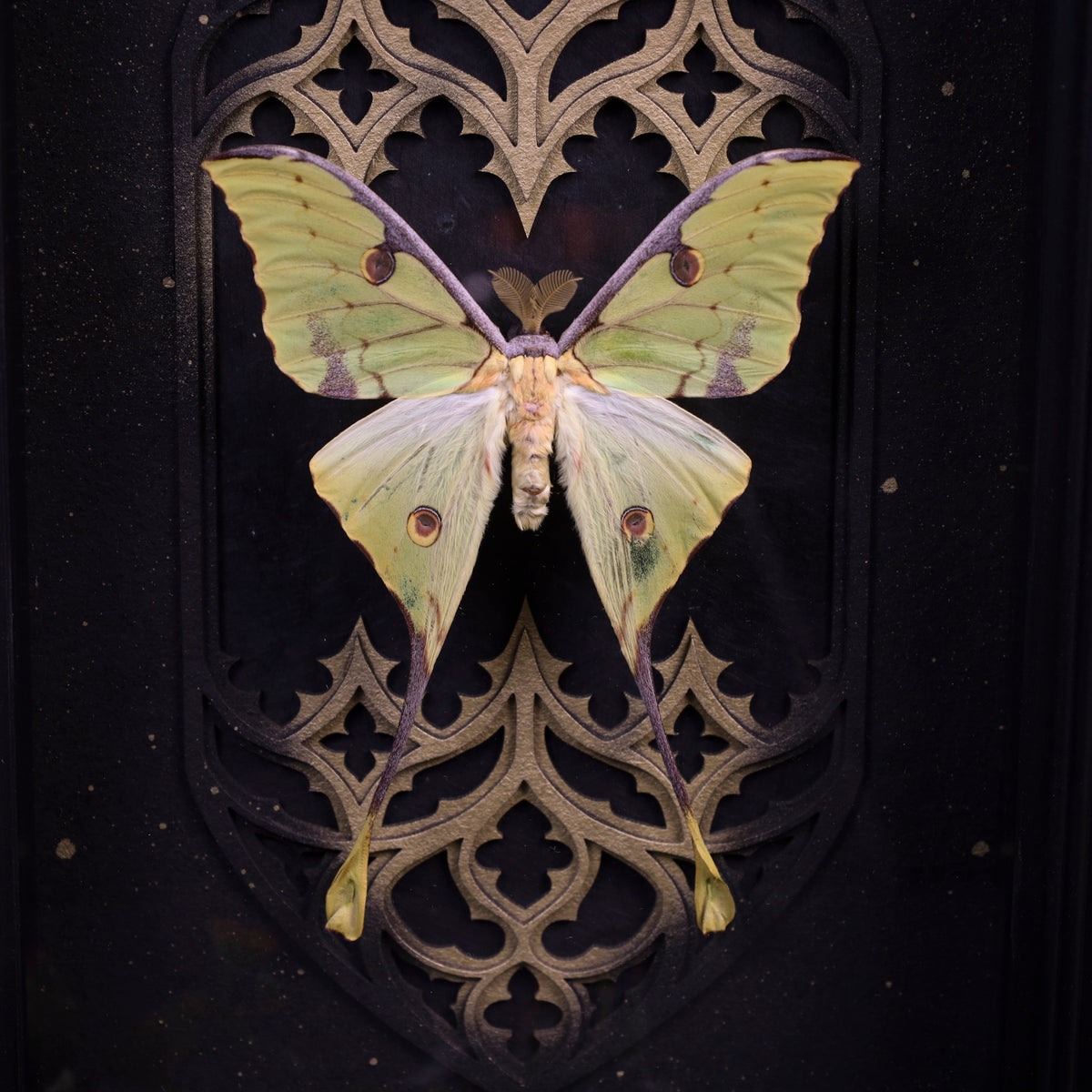 Argema mimosae im Rahmen – Nachtfalter vor gotischem Doppel-Kirchenfenster 20x30cm