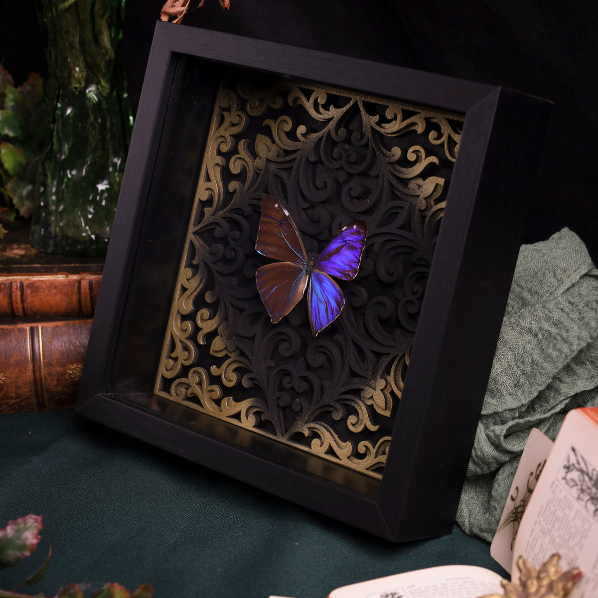 Morpho aega im Rahmen – Schmetterling auf barockem Hintergrund | 22x22cm