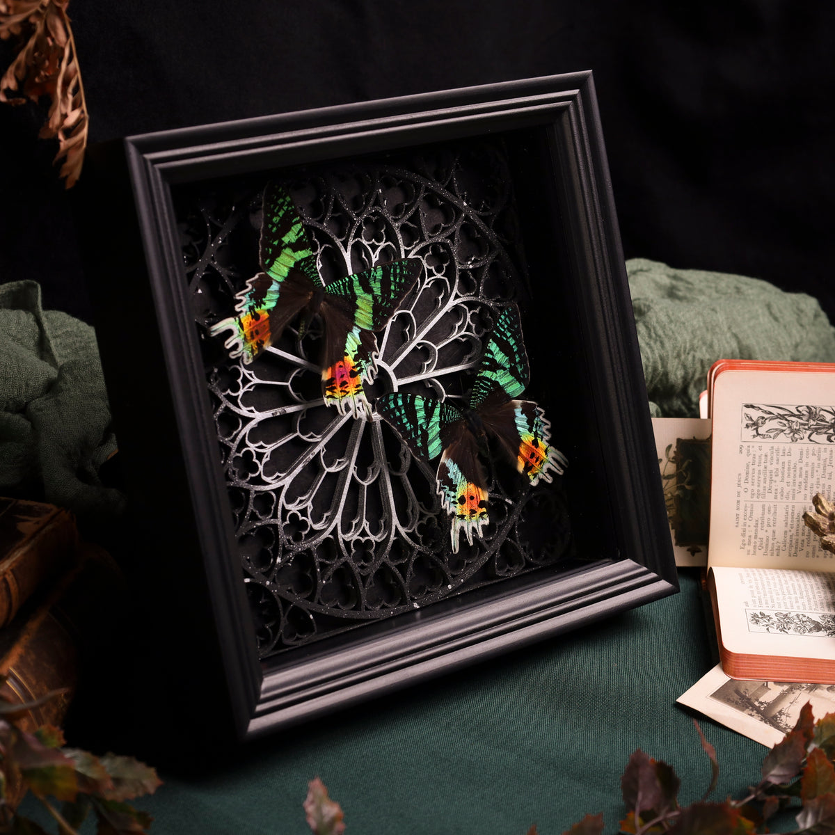 Chrysiridia rhipheus im Rahmen – Zwei Nachtfalter auf gotischem Kathedralhintergrund | 22x22cm