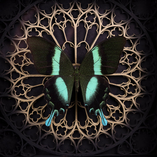 Papilio blumei im schwarzen 3D-Rahmen mit Gotischem Hintergrund (Gold|Silber)