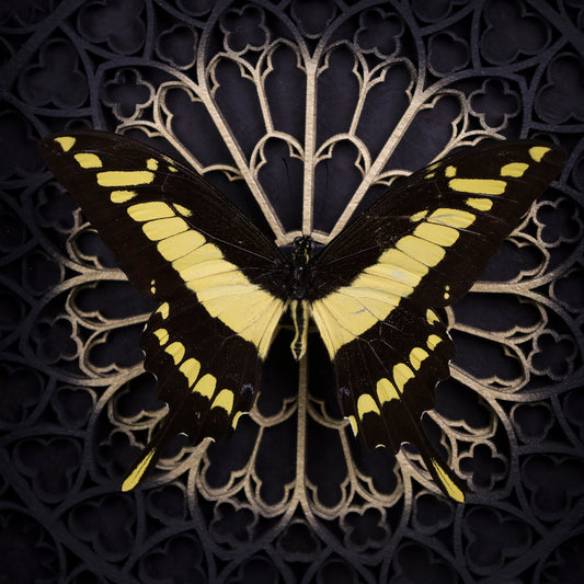 Papilio thoas im Rahmen – Schmetterling auf gotischem Kathedralhintergrund mit goldener Mitte
