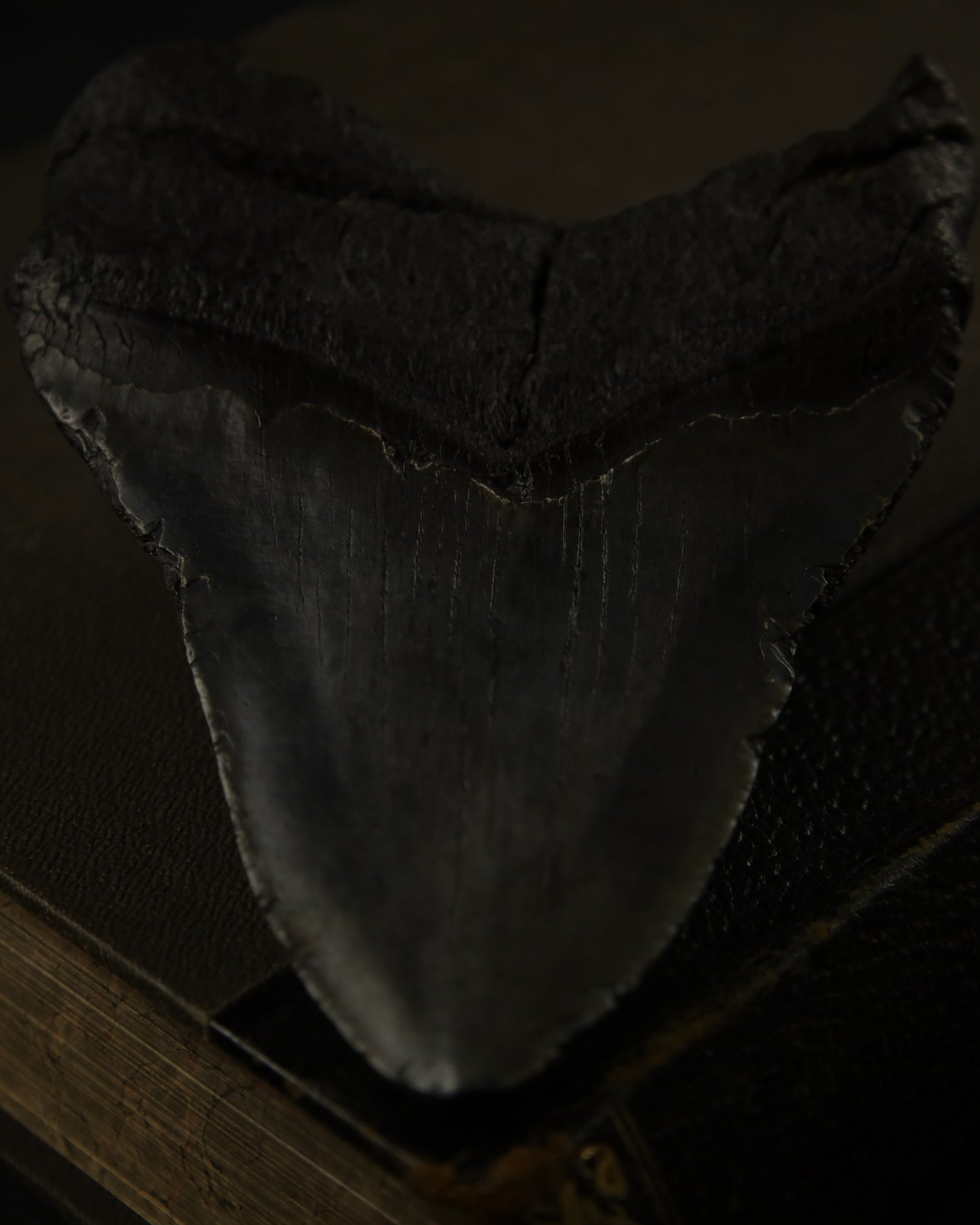 Echter Megalodon Haizahn (12,7 cm)