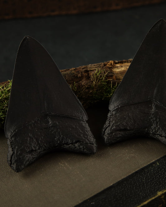 Megalodonzahn 3D-Gedruckt