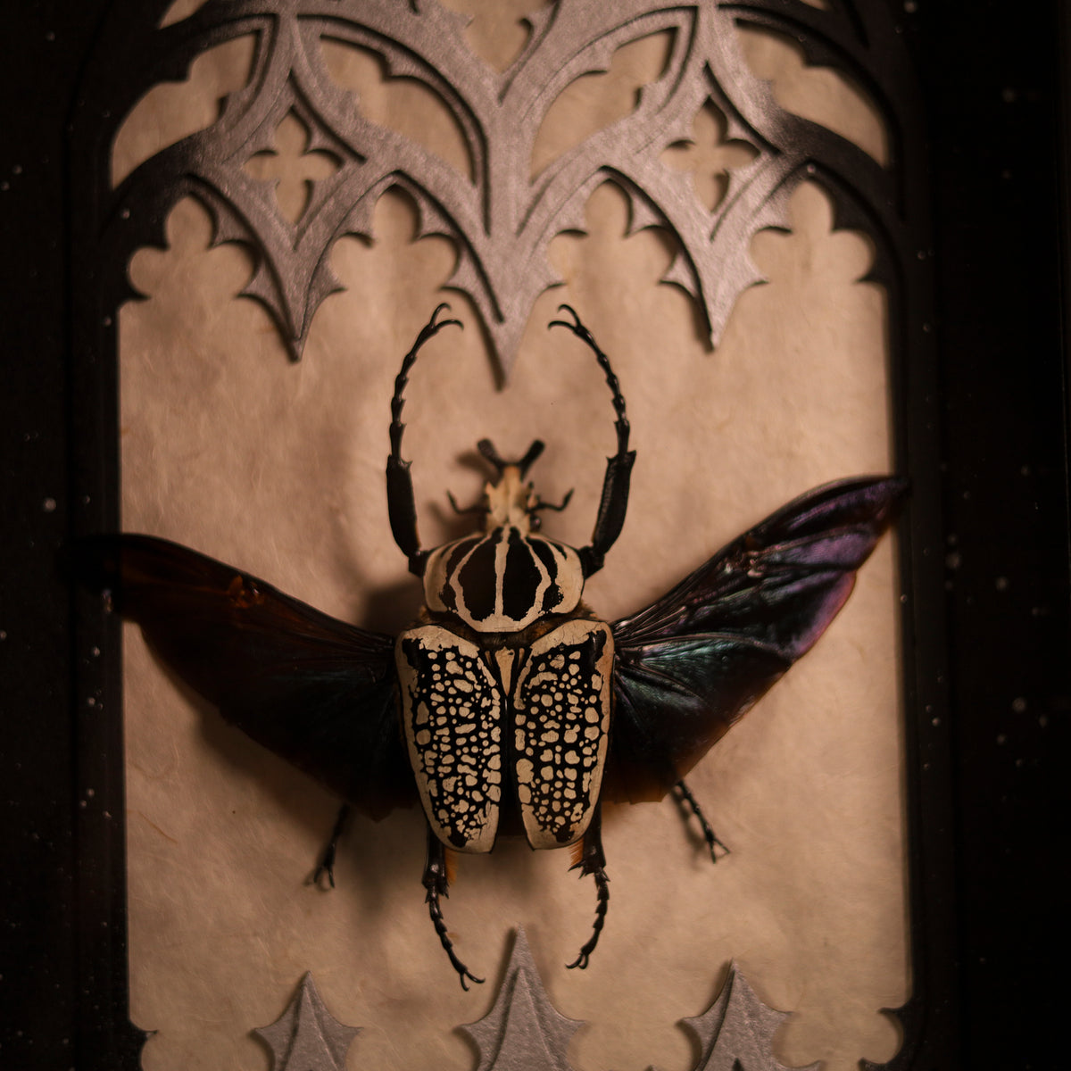 Goliathus orientalis im Rahmen – Goliathkäfer als Masterpiece | 25x50cm