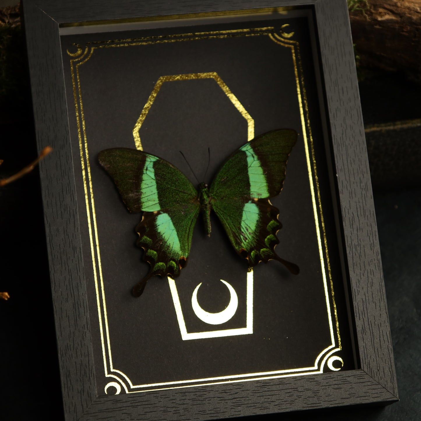 Papilio daedalus in the context