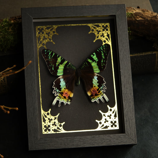 Urania rhipheus im Rahmen