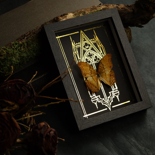 Vindula dejone im Rahmen