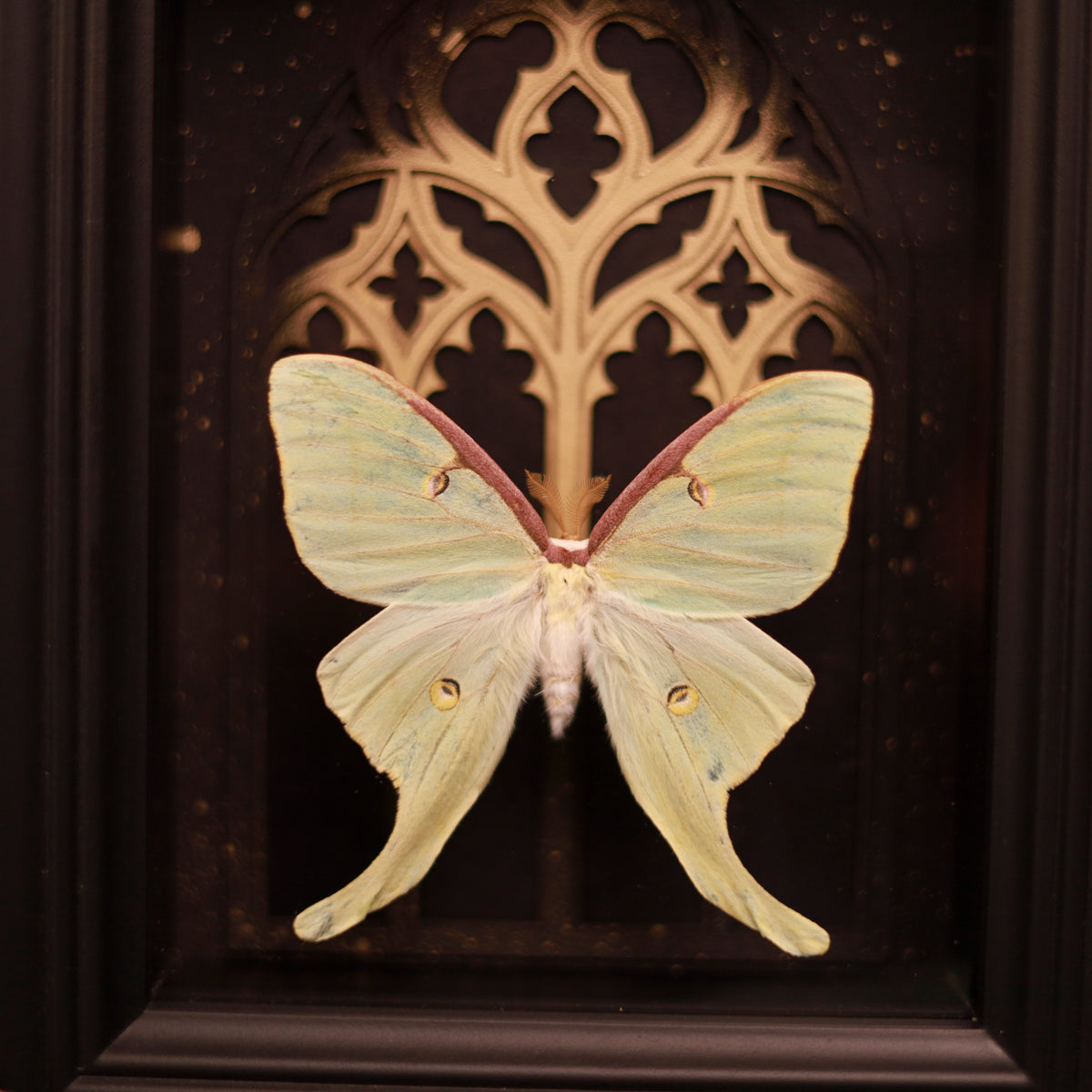 Actias luna im Rahmen – Nachtfalter vor gotischem Kathedralfenster mit Goldakzent
