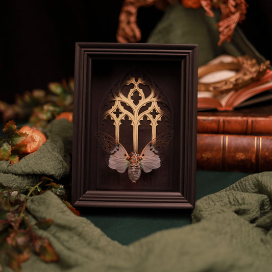 Ayuthia spectabile – Zikade im Kathedralrahmen mit Goldakzent