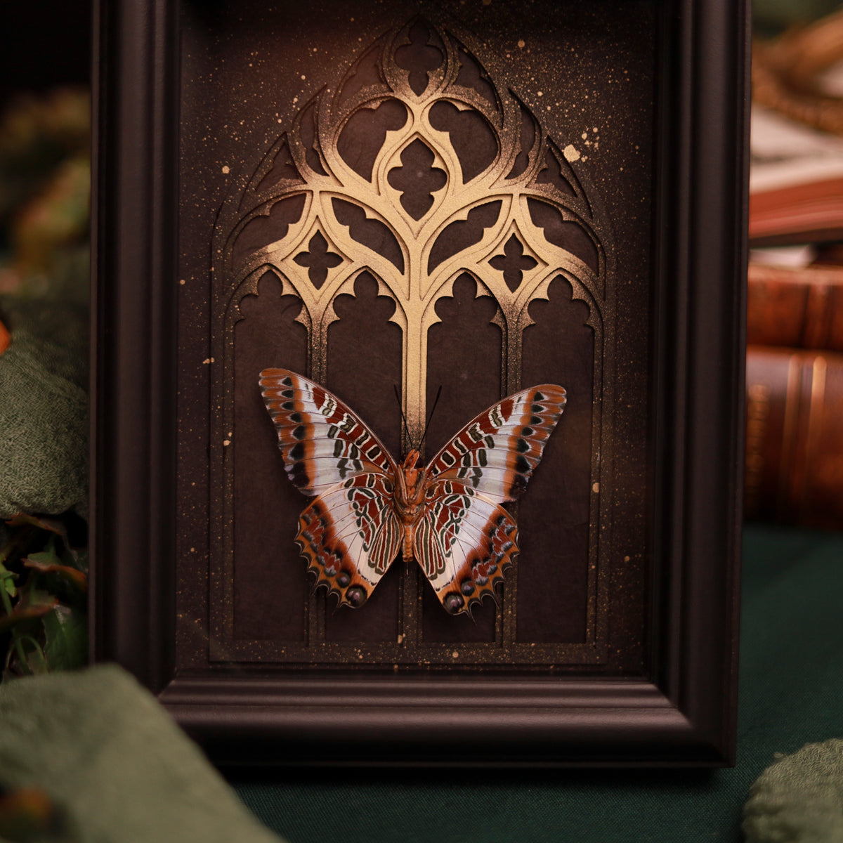 Charaxes brutus – Edelfalter im goldakzentuierten Kathedralrahmen