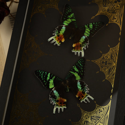 Chrysiridia rhipheus