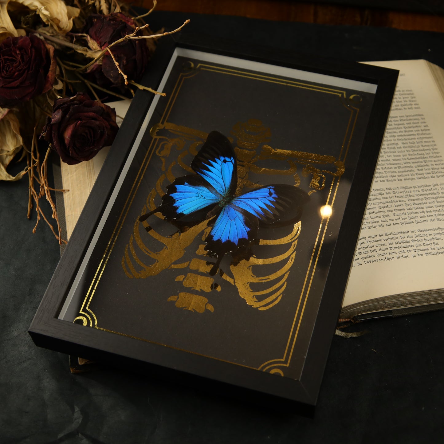 Papilio ulysses ulysses Gerahmt