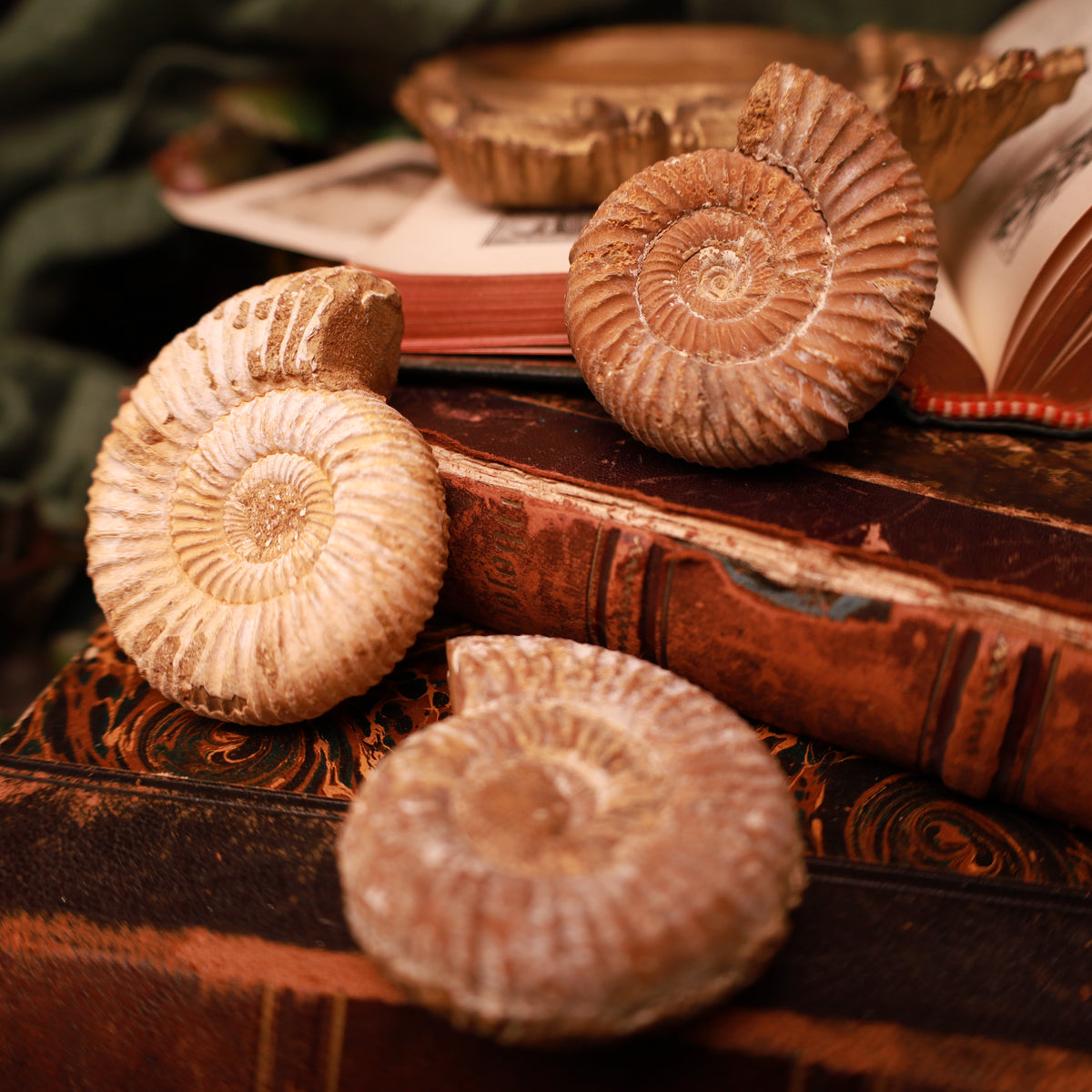 Echte Ammoniten aus Marokko – Fossilien, 50–60 mm