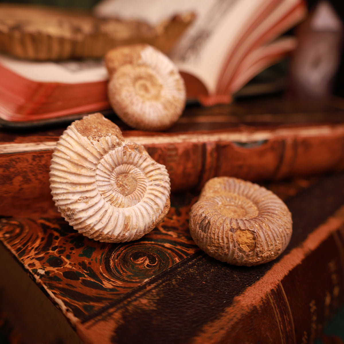 Echte Ammoniten aus Marokko – Fossilien, 30–40 mm