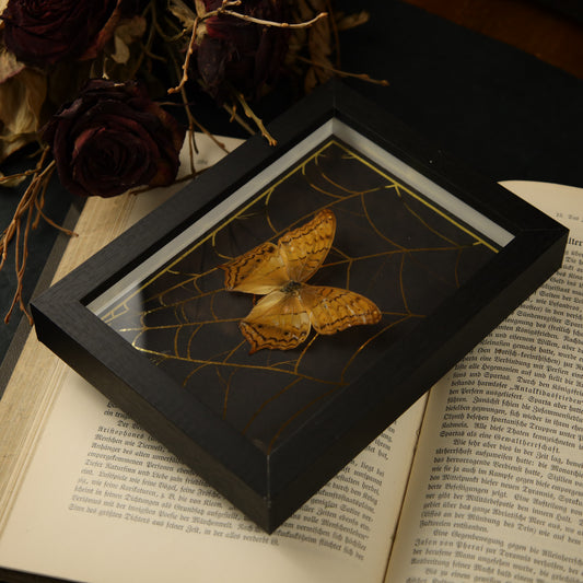 Vindula dejone im Rahmen